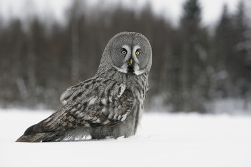 Sticker - Great-grey owl, Strix nebulosa