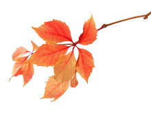 Branch Of Autumn Leaves Isolated On  White.