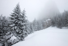 Foggy Winter Landscape With Firs