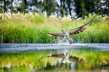 Osprey Rising From A Lake After Catching A Fish