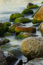 Stones, Sea And Green Algae