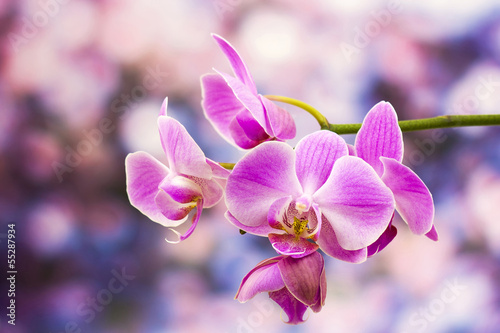 Board z aluminiowym obramowaniem Piękna różowa orchidea - phalaenopsis