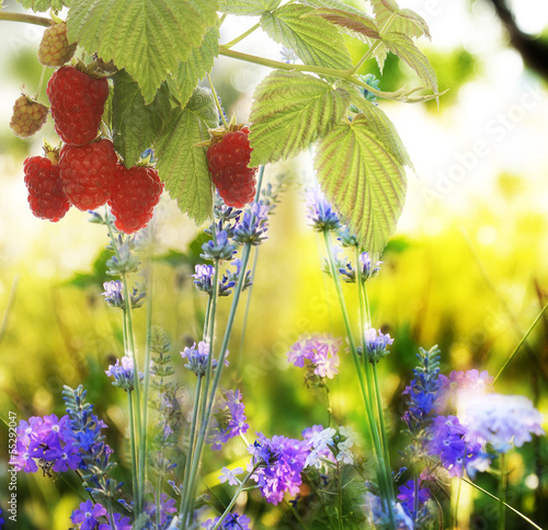 Obraz w ramie Raspberry.Garden raspberries at Sunset.Soft Focus