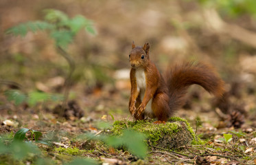 Wall Mural - red squirrel in the forest