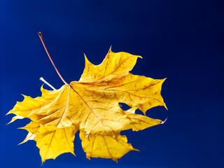 Wall Mural - autumn leaf floating on water with rain.