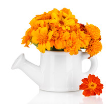 Bouquet Of Marigold Flowers In Watering Can Isolated On White