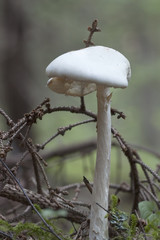 Sticker - European destroying angel, Amanita virosa