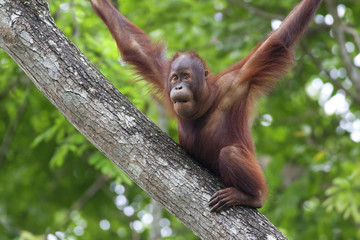 Wall Mural - Borneo Orangutan