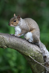 Canvas Print - Grey squirrel, Sciurus carolinensis