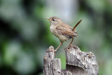 Sticker - Wren, Troglodytes troglodytes