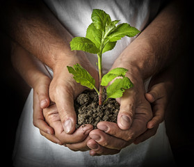 Wall Mural - ecology concept - old and young hands with a tree