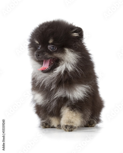 Black Pomeranian Puppy On White Background This Stock Photo And Explore Similar Images At Adobe Black Pomeranian Puppy On White