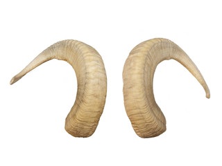 animal big horns