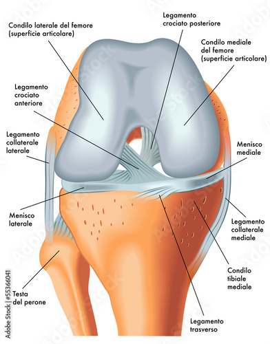 Nowoczesny obraz na płótnie vista anteriore ginocchio destro