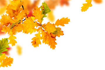 Wall Mural - branch of colorful autumn oak leaves with copy space