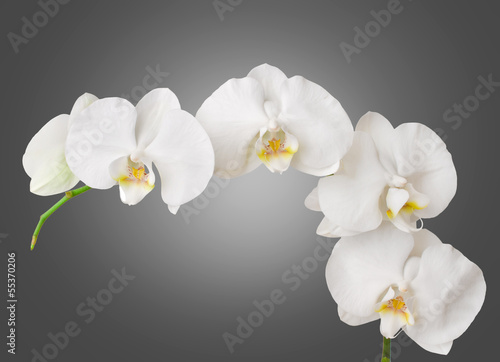 Board z aluminiowym obramowaniem Biała orchidea