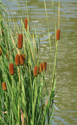 Naklejka na meble roseaux au bord de l'eau