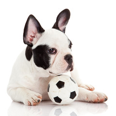 Sticker - French bulldog puppy with toy  ball over white