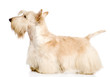 Scottish Terrier isolated on white background