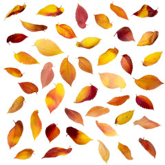 Wall Mural - set of falling autumn leaves isolated on white