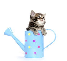 Cat Free Stock Photo - Public Domain Pictures