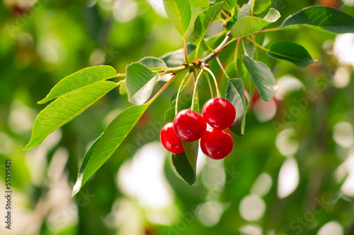 Fotografía One branch of a tree with fruits cherry