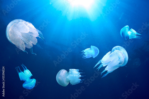 Board z aluminiowym obramowaniem Meduza (rhizostoma pulmo) w ciemnoniebieskiej wodzie, morzu czarnym