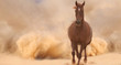 Horse run in desert