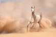 Horse run in desert