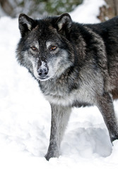 Wall Mural - gray wolf