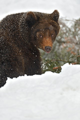 Sticker - Brown bear