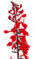 Wall Mural - Lobelia (lobelia cardinalis)