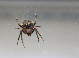 Wall Mural - spider in nature. macro