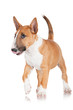miniature bull terrier puppy funny look