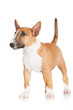 red miniature bull terrier puppy