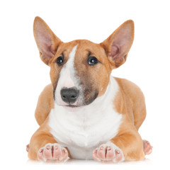 Naklejka na meble adorable red and white puppy isolated on white