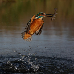 Wall Mural - kingfisher, alcedo atthis