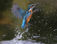 Kingfisher, Alcedo Atthis