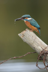 Wall Mural - kingfisher, alcedo atthis