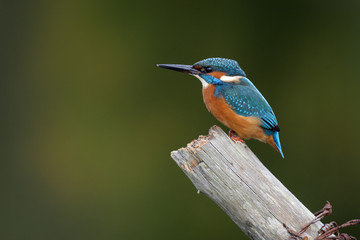 Wall Mural - kingfisher, alcedo atthis