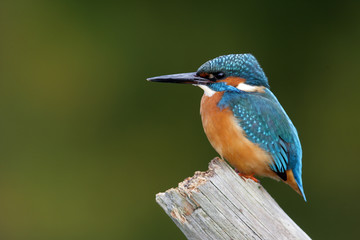 Wall Mural - kingfisher, alcedo atthis