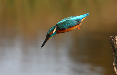 Wall Mural - kingfisher, alcedo atthis
