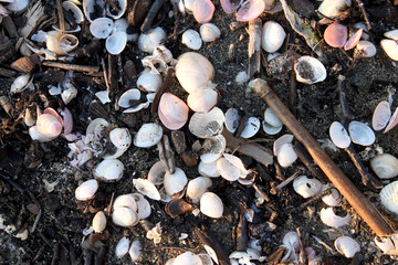 Shells on the shore