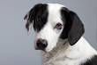 Mixed breed black and white spotted dog isolated against grey ba