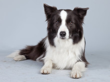 Beautiful Border Collie Dog Isolated Against Grey Background. St