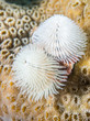 White Christmas Tree worm with coral background.