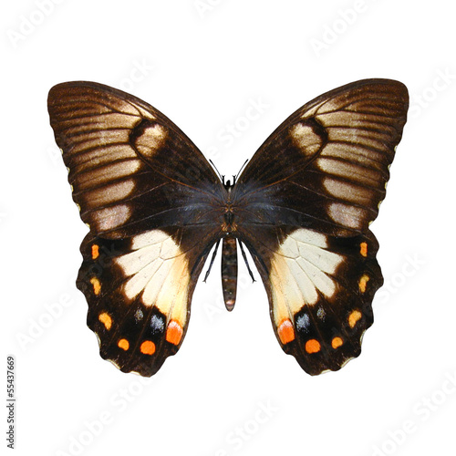 Tapeta ścienna Motyl swallowtail sadu