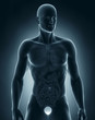© CLIPAREA.com - Man bladder frontal anatomy