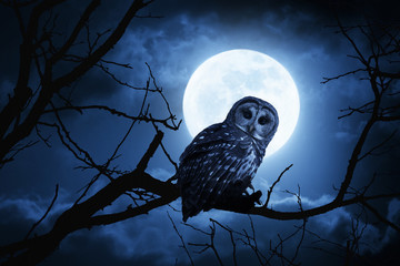 Wall Mural - Owl Watches Intently Illuminated By Full Moon On Halloween Night