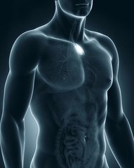 Poster - Male thymus anatomy